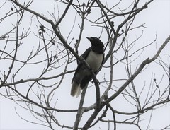 Cyanocorax cristatellus