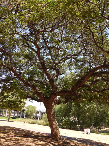 Cenicero (Samanea saman)