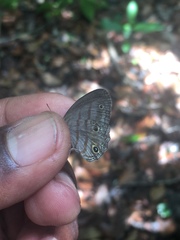 Cissia terrestris
