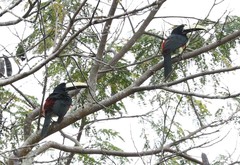 Pteroglossus aracari