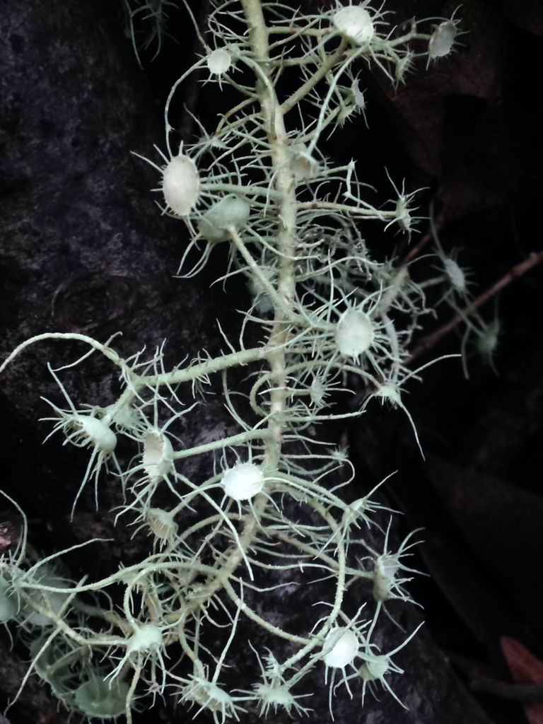 Arizona Beard Lichen
