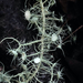 Arizona Beard Lichen - Photo (c) Damon Tighe, some rights reserved (CC BY-NC), uploaded by Damon Tighe
