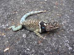 Sceloporus macdougalli
