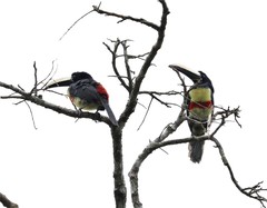Pteroglossus aracari