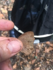 Pseudodebis marpessa