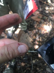 Pseudodebis marpessa