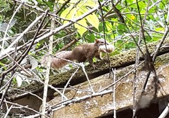Sciurus aestuans ingrami