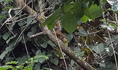 Sciurus aestuans ingrami