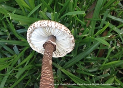 Macrolepiota colombiana