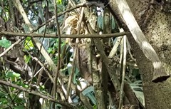 Sciurus aestuans ingrami