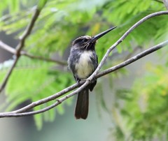 Jacamaralcyon tridactyla
