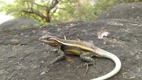 Smith's Rosebelly Lizard