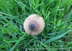 Macrolepiota colombiana