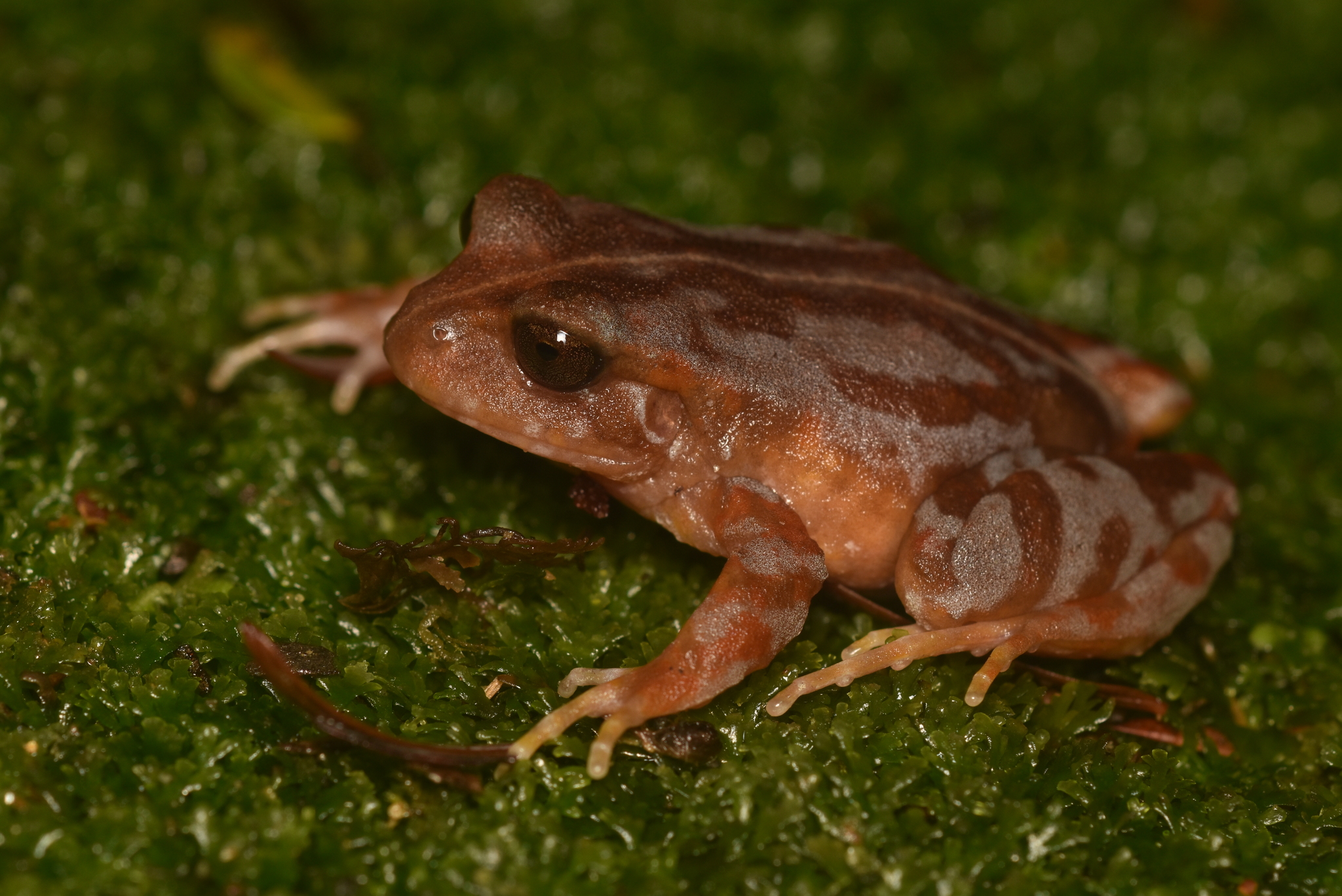 Eupsophus altor Nuñez, Rabanal & Formas, 2012