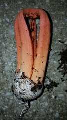Clathrus columnatus image
