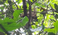 Sciurus aestuans ingrami