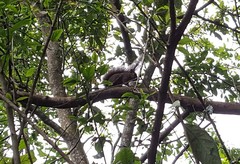 Sciurus aestuans ingrami