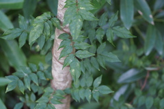 Wisteria floribunda
