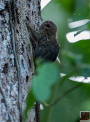 Cebuella pygmaea