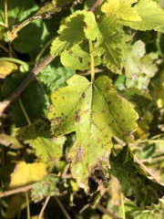 Cercospora moricola