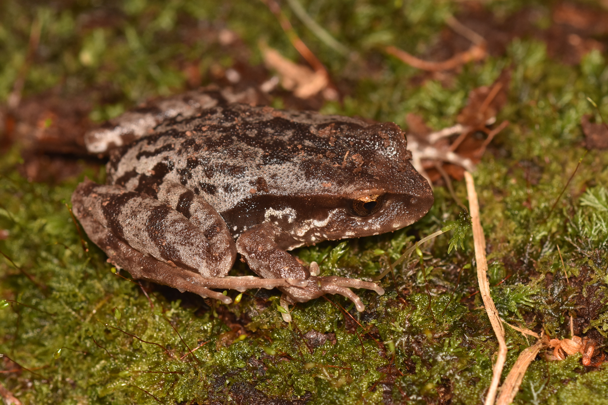 Eupsophus altor Nuñez, Rabanal & Formas, 2012