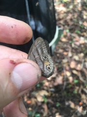 Cissia terrestris