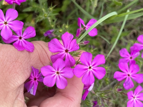Annual phlox (Phlox drummondii)