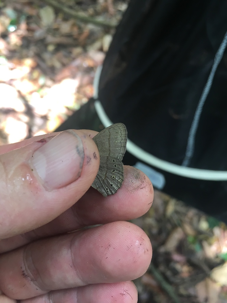 Paryphthimoides vestigiata