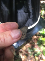 Cissia terrestris
