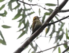 Dryobates maculifrons