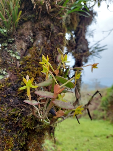 Image of Epidendrum geminiflorum by (c) Daniel Mesa, some rights reserved (CC BY)