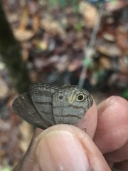 Cissia terrestris