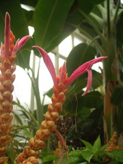 Aphelandra sinclairiana
