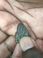 Cissia terrestris