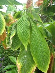 Aphelandra sinclairiana