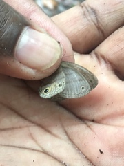 Cissia terrestris