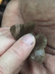 Pseudodebis marpessa