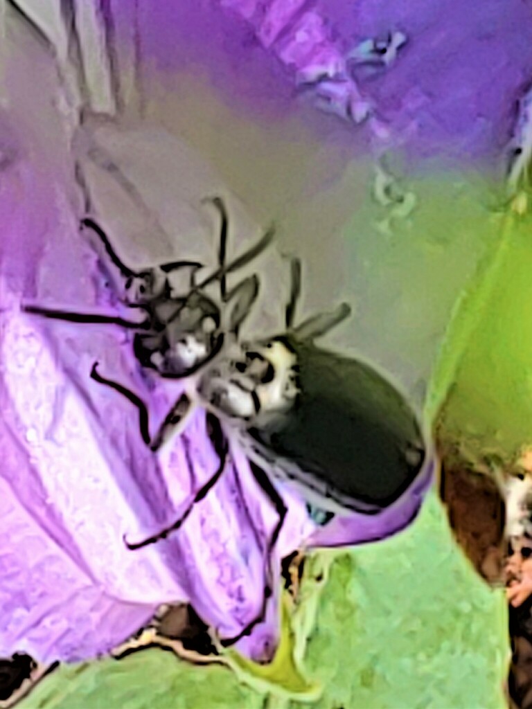 Winged and Once-winged Insects from Polk County, FL, USA on May 13 ...