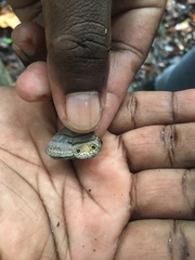 Cissia terrestris