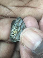 Cissia terrestris