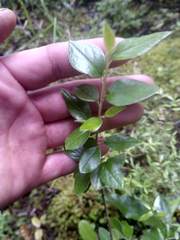 Cotoneaster simonsii