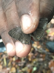 Cissia terrestris