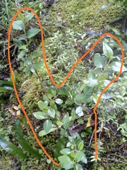 Cotoneaster simonsii