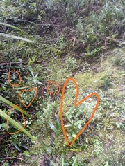 Cotoneaster simonsii