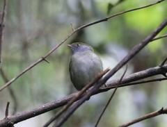 Ilicura militaris
