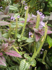 Strobilanthes auriculata dyeriana