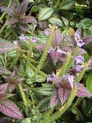 Strobilanthes auriculata dyeriana