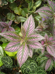 Strobilanthes auriculata dyeriana