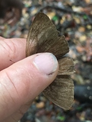 Pseudodebis marpessa