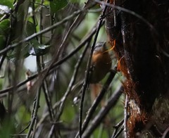 Drymophila rubricollis